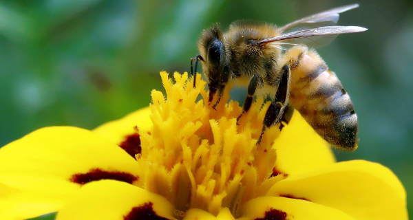 Die Biene und viele andere Insektenarten sind vom Aussterben bedroht. Foto: Lolame, pixabay.com, 4075120